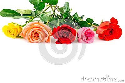 Colorful roses Stock Photo