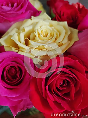 Colorful Roses to brighten your day Stock Photo