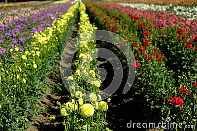 Colorful row Dahlia flowers in bloom Stock Photo