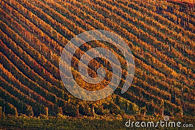 Colorful Rows Of Vineyard Grape Vines. Autumn Landscape With Colorful Vineyards And Tree. Autumn Grape Vineyards Of Czech Republic Stock Photo