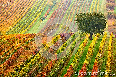 Colorful rows of vineyards in autumn. Green lonely tree in fog among vineyards. Autumn scenic landscape of South Moravia in Czech Stock Photo