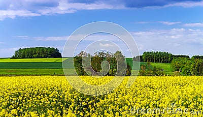 Colorful rural landscape with yellow bittercress fields Stock Photo