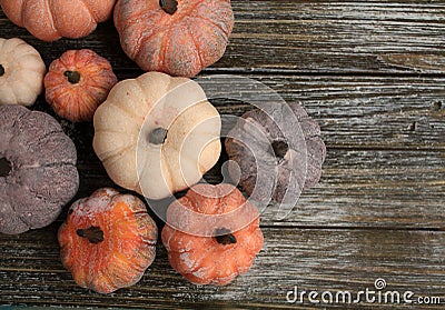 Eight rustic pumpkins diffent colors on a rustic wooden background. Stock Photo