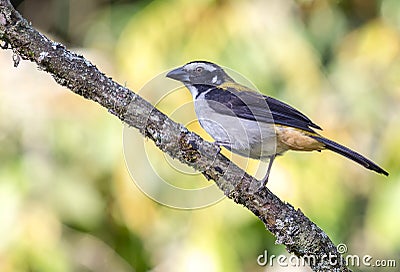 Saltator bird standing on the branch Stock Photo