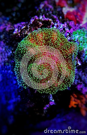 Colorful Sarcophyton soft coral - Sarcophyton ehrenbergi Stock Photo