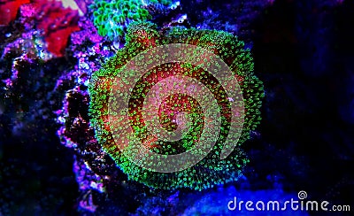 Colorful Sarcophyton soft coral - Sarcophyton ehrenbergi Stock Photo