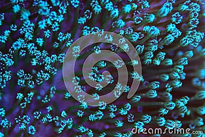 Macro polyps of Colorful Sarcophyton soft coral - Sarcophyton ehrenbergi Stock Photo