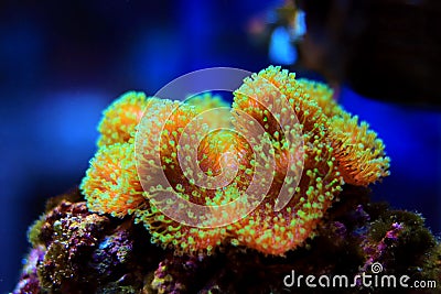 Colorful Sarcophyton soft coral - Sarcophyton ehrenbergi Stock Photo