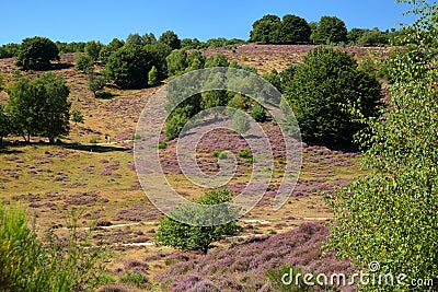 Colorful scenery with flowering heather in August on the hills of the Posbank in National Park Veluwezoom Stock Photo