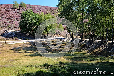 Colorful scenery with flowering heather in August on the hills of the Posbank in National Park Veluwezoom Stock Photo