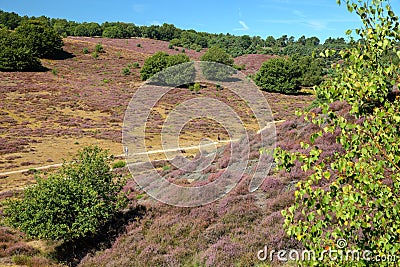 Colorful scenery with flowering heather in August on the hills of the Posbank in National Park Veluwezoom Stock Photo
