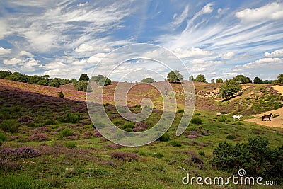 Colorful scenery with horses and flowering heather in August on the hills of the Posbank in National Park Veluwezoom Stock Photo