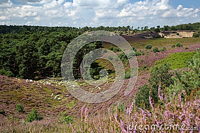 Colorful scenery with a sheep herd and flowering heather in August on the hills of the Posbank in National Park Veluwezoom Stock Photo