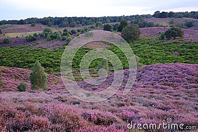 Colorful scenery at sunset with flowering heather in August on the hills of the Posbank in National Park Veluwezoom Stock Photo