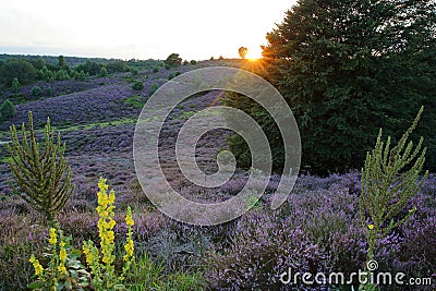 Colorful scenery at sunset with flowering heather in August on the hills of the Posbank in National Park Veluwezoom Stock Photo