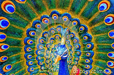 Colorful sculpture of male peacock Stock Photo