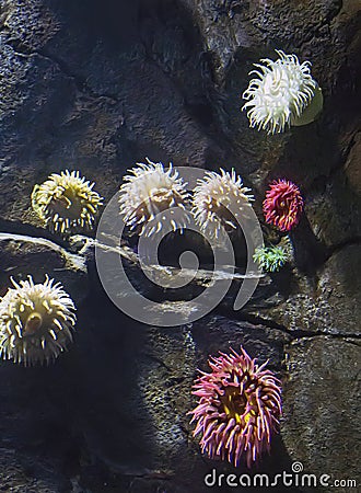 Sea Anemones at Toronto Aquarium Stock Photo