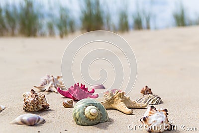 Colorful sea shells sandy beach Stock Photo