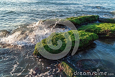 Colorful sea shore with green algae, splashing waves Stock Photo