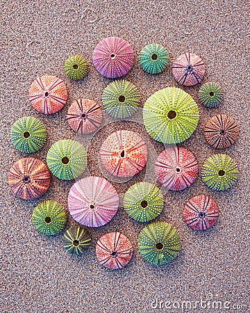 Colorful sea urchins on the beach Stock Photo