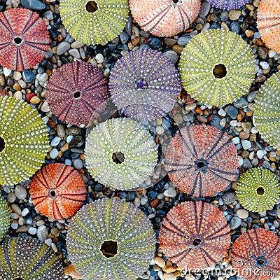 Colorful sea urchins on pebbles beach top view Stock Photo