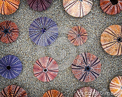 Colorful sea urchins on wet sand, seamless pattern Stock Photo