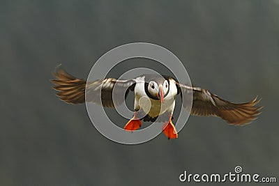 Colorful seabird, Fratercula arctica, Atlantic puffin with small sandeels in its beak flying against dark blue ocean Stock Photo