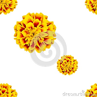 Colorful seamless pattern of flowers tagetes patula Stock Photo