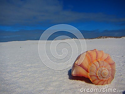 Colorful seashell on sand dunes Stock Photo