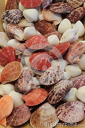 Colorful Seashells Stock Photo