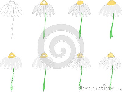 Colorful set of eight isolated chamomiles daisys Vector Illustration