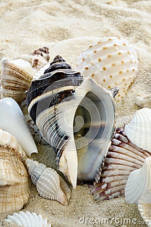 Colorful Shells on beach Stock Photo