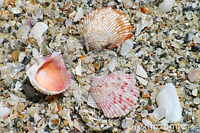 Colorful Shells on Beach Stock Photo