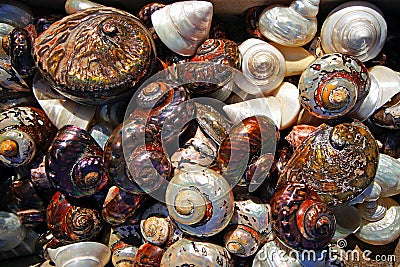 colorful shells freshly caught in Herakleio, Greece Stock Photo