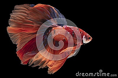 Colorful Siamese fighting fish, also known as betta fish, boasts an array of mesmerizing shades that captivate aquarium Stock Photo