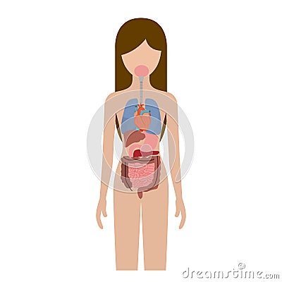 Colorful silhouette female person with internal organs system of human body Vector Illustration