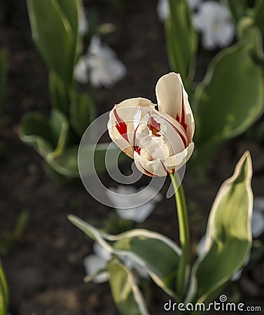 Colorful single tulip Stock Photo