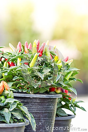 Colorful small chili pepper plant Stock Photo