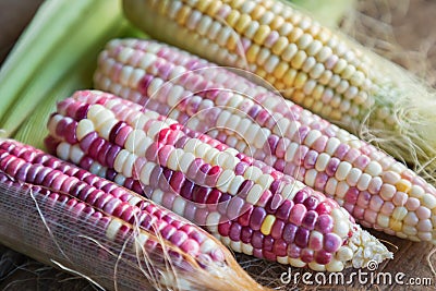 Colorful small ears waxy corns with silk, corn leaf and old wooden background Stock Photo