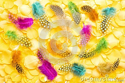 Colorful small feathers Stock Photo