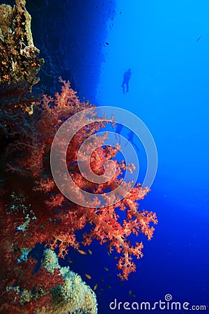 Colorful Soft Coral and Scuba Divers Stock Photo