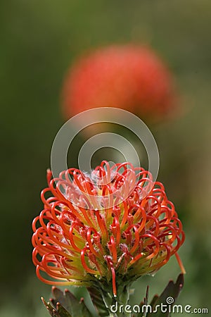 Colorful South African shrub with pincushion-like flowers Stock Photo