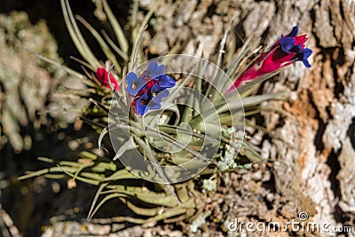 Colorful South American air carnation Tillandsia Aeranthos hanging from the bark of tree in a Pampa forest of Argentina. Stock Photo