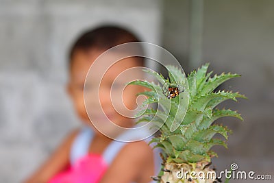Colorful spider perched on a pineapple leaf. Stock Photo