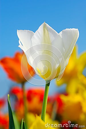 Colorful spring Stock Photo