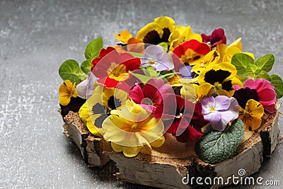 Colorful spring flowers arranged on a round wood, small pansies in various colors, flower petals, colorful primroses and small pan Stock Photo