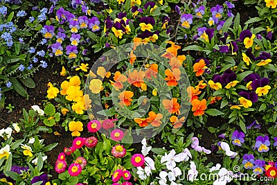 Colorful spring flowers in flowerbed Stock Photo