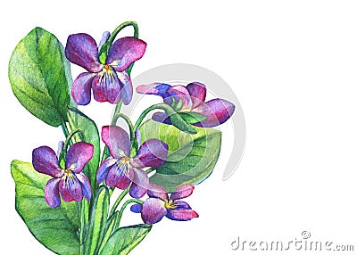 Colorful spring flowers Fragrant violets English Sweet Violets, Viola odorata. Stock Photo