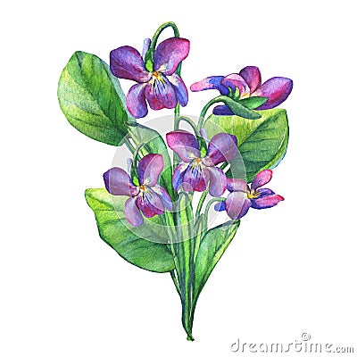 Colorful spring flowers Fragrant violets English Sweet Violets, Viola odorata. Stock Photo