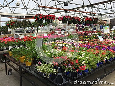 Colorful spring flowers on shelves for sale Editorial Stock Photo